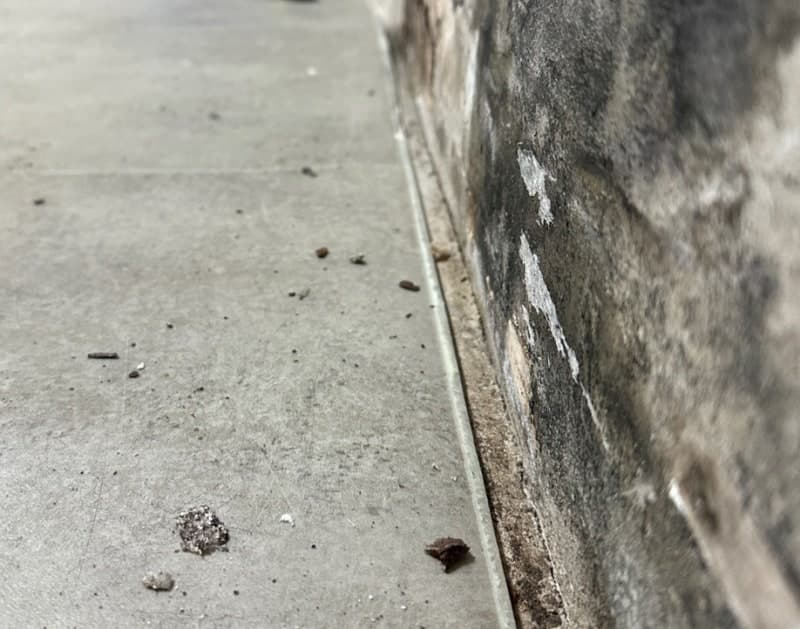 벽지 뒤에 이게 숨어있었습니다 — 곰팡이제거 실제 시공 사례 공개 [광남] 현장 사진