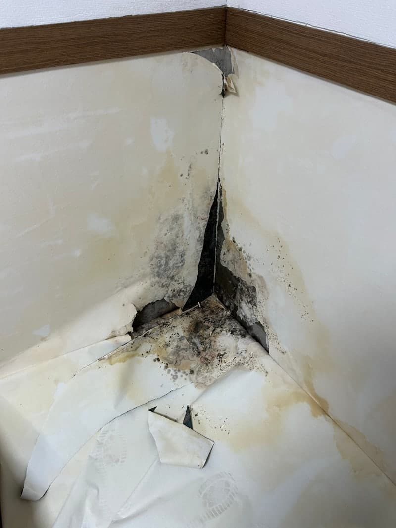 벽지 · 창틀 · 화장실 곰팡이 제거는 이렇게 진행됩니다. 현장 사진