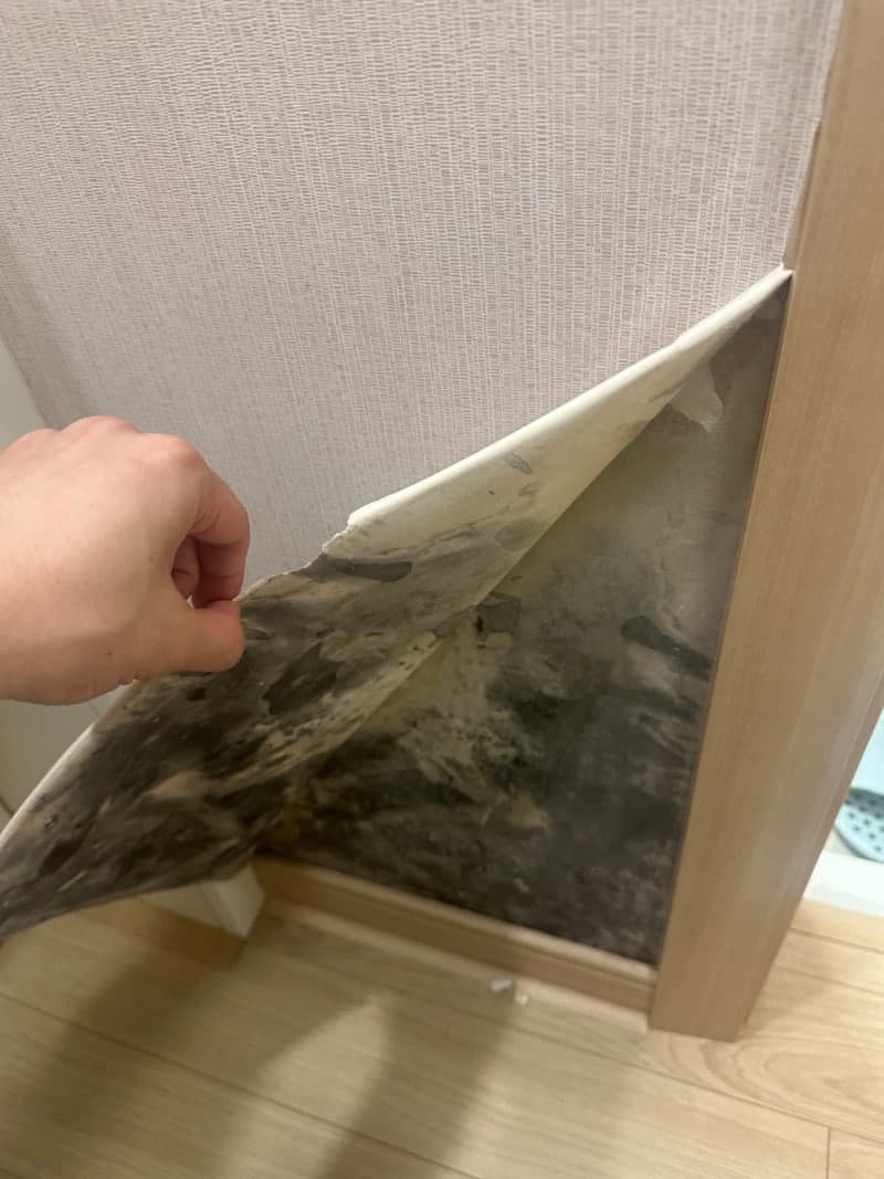 벽지는 멀쩡했는데… 뜯어보니 곰팡이가 가득했습니다. 현장 사진